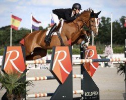 jumper Dancing Queen (Oldenburg show jumper, 2015, from Darshan)