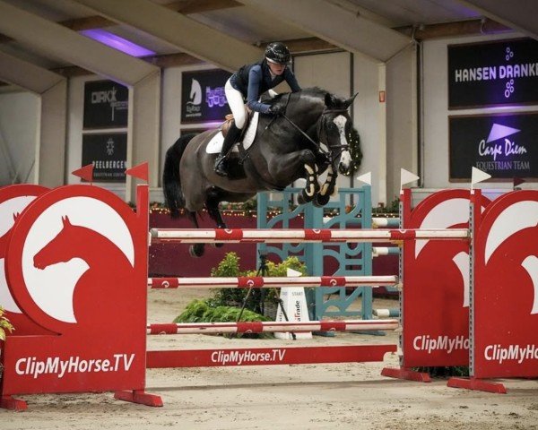 jumper Lirisco (KWPN (Royal Dutch Sporthorse), 2016, from Freeman VDL) jumper Lirisco (KWPN (Royal Dutch Sporthorse), 2016, from Freeman VDL)