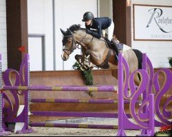 jumper J. Charley (KWPN (Royal Dutch Sporthorse), 2013, from VDL Harley)