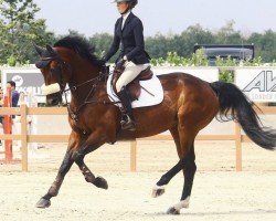 jumper Cubilete (Oldenburg show jumper, 2007, from Calvaro Z)
