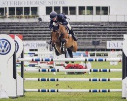 jumper Dior Cc (Swedish Warmblood, 2010, from Diarado)