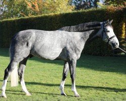 jumper Olympus van de Peerdeblook (Belgian Warmblood, 2014, from Emerald van 't Ruytershof)