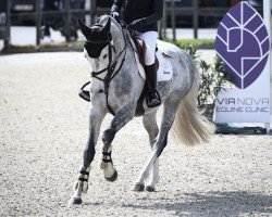 jumper LSS Legend (Irish horse, 2020, from Heartbreaker)