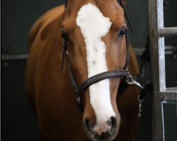 jumper David (Oldenburg show jumper, 2018, from Diamant de Semilly)