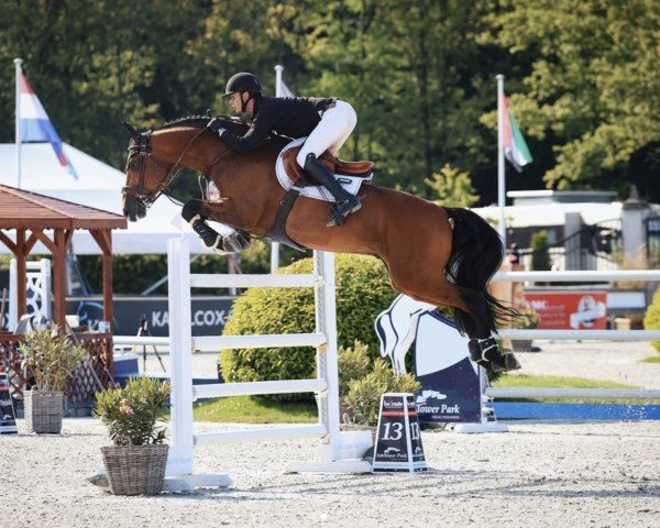Springpferd Isidorus (KWPN (Niederländisches Warmblut), 2013, von Charisma)