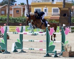 jumper Jacquard (KWPN (Royal Dutch Sporthorse), 2014, from Kannan)