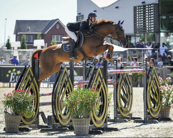 stallion Oklahoma van de Zelm (Belgian Warmblood, 2014, from Kasanova de La Pomme)
