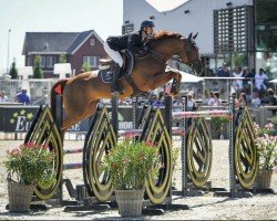 stallion Oklahoma van de Zelm (Belgian Warmblood, 2014, from Kasanova de La Pomme)