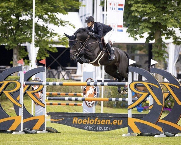 jumper Big Beauty Z (Zangersheide riding horse, 2014, from Big Star Jr KZ)