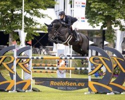 jumper Big Beauty Z (Zangersheide riding horse, 2014, from Big Star Jr KZ)
