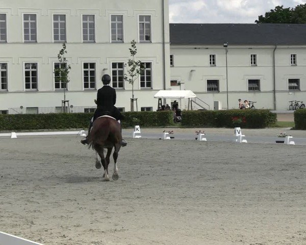 Reitturnier Neustadt/Dosse 2025