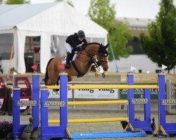 jumper Porsche (Belgian Warmblood, 2015, from Vannan)