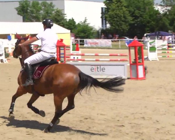 Großes Langenauer Reitturnier 2014