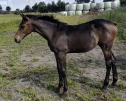 foal by Stute von Vatson Sitte / Cash and Carry (Holsteiner, 2025, from Vatson Sitte)