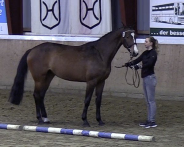 broodmare Kamira I (Holsteiner, 2017, from Cash and Carry)