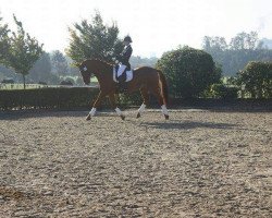 Dressurpferd Wincester 18 (Hannoveraner, 2003, von Wolkentanz I)
