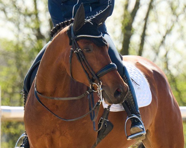 dressage horse Baroness 407 (Westphalian, 2018, from Blue Hors Baron)
