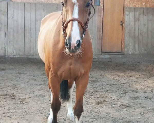 Springpferd SR - Titan (KWPN (Niederländisches Warmblut), 2009, von Tangelo van de Zuuthoeve) Springpferd SR - Titan (KWPN (Niederländisches Warmblut), 2009, von Tangelo van de Zuuthoeve)