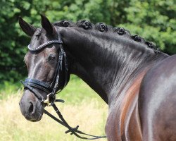 broodmare No Name (German Riding Pony, 2003, from Renoir)