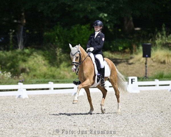 dressage horse Fs Mr. Magic (German Riding Pony, 2012, from FS Mr. Right)