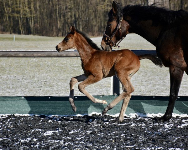 Pferd Fergie (Österreichisches Warmblut, 2021, von For Romance I)