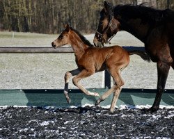 Pferd Fergie (Österreichisches Warmblut, 2021, von For Romance I)