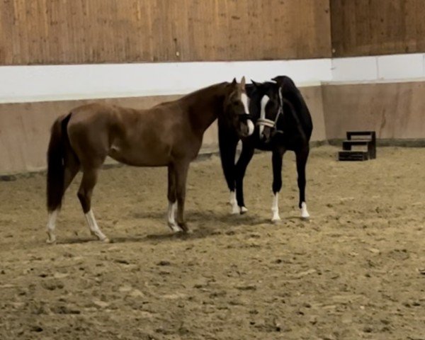 Zuchtstute Dakira Lady (Deutsches Reitpony, 2020, von D-Gold AT NRW)