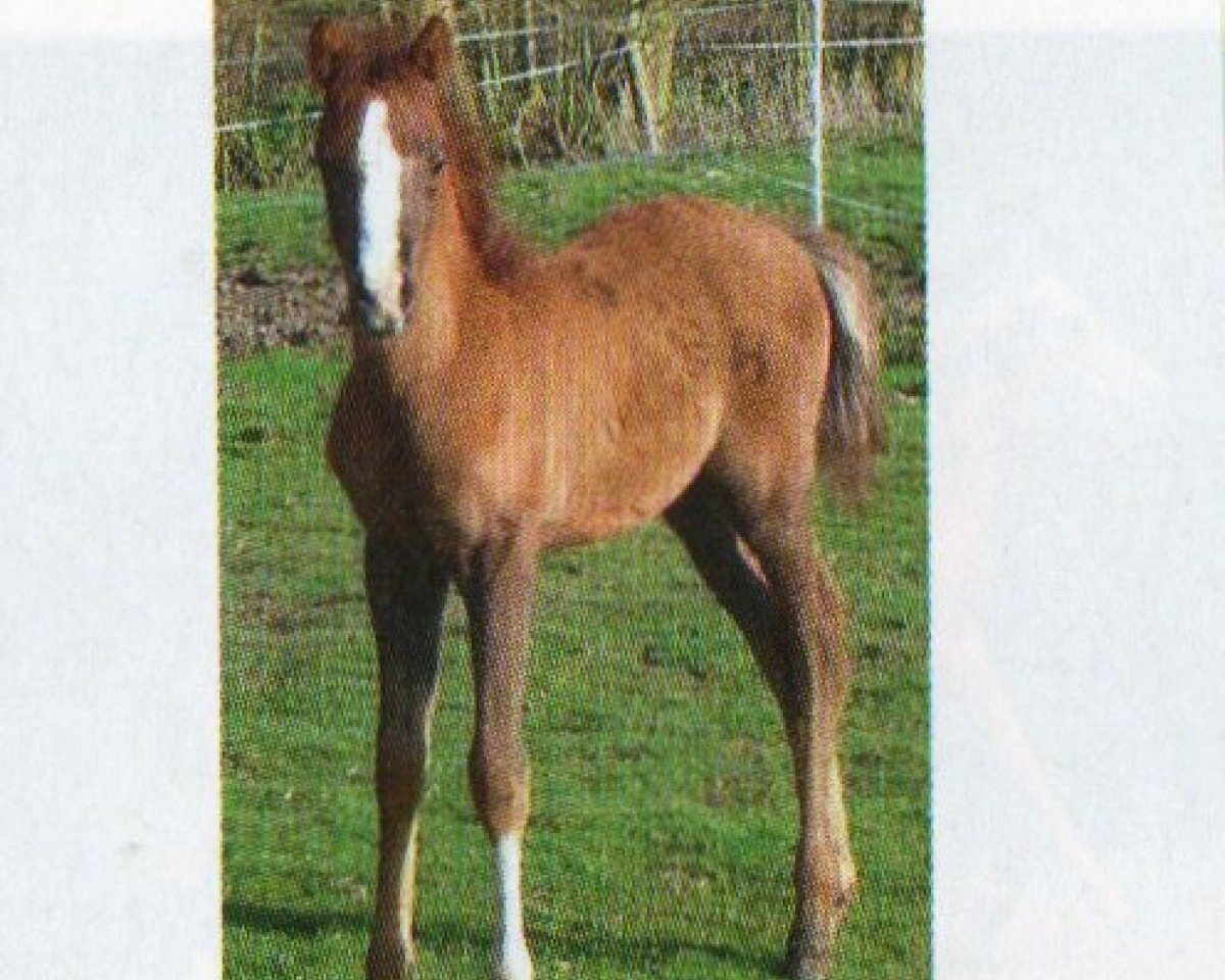 horse SK Danjuma ox (Arabian purebred, 2009, from MK Diabolo ox)