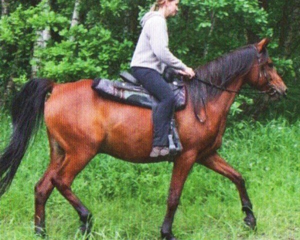 horse Ozzy (Arabian, 2002, from Shamar EAO)