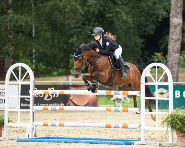 jumper Collins Werlemann (German Riding Pony, 2012, from Chantre B)