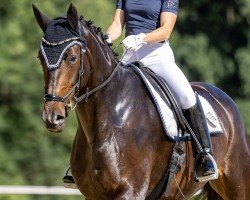 broodmare Qaitlyn (Hanoverian, 2014, from Quantensprung 3)