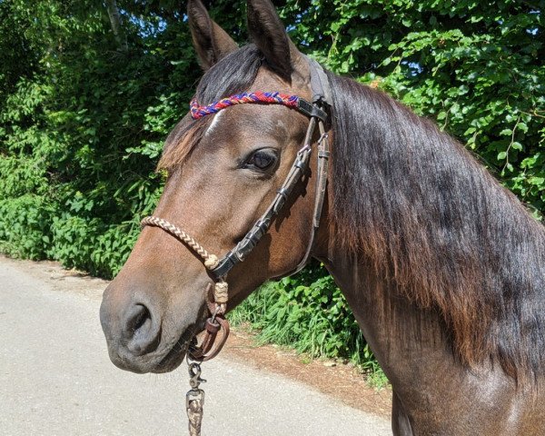 dressage horse Dragonheart et Ina (German Riding Pony, 2019, from Dance Star AT NRW)