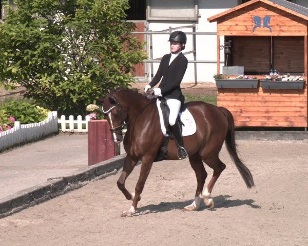 Reitturnier Gerasdorf 2025