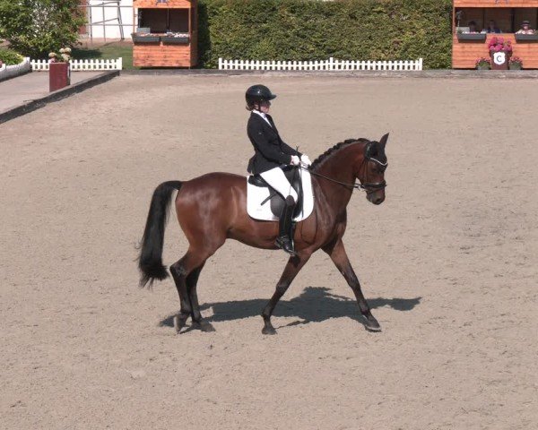 Reitturnier Gerasdorf 2025