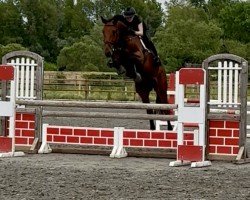 Springpferd Eldorado´s Mr. Ed (Westfale, 2020, von Eldorado van de Zeshoek)