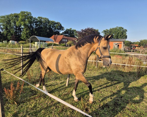 Zuchtstute Narnia Deluxe (Deutsches Reitpony, 2014, von Cartier de Deluxe)