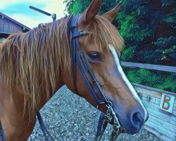 broodmare Diamonds-Darling (German Riding Pony, 2006, from Douglas)