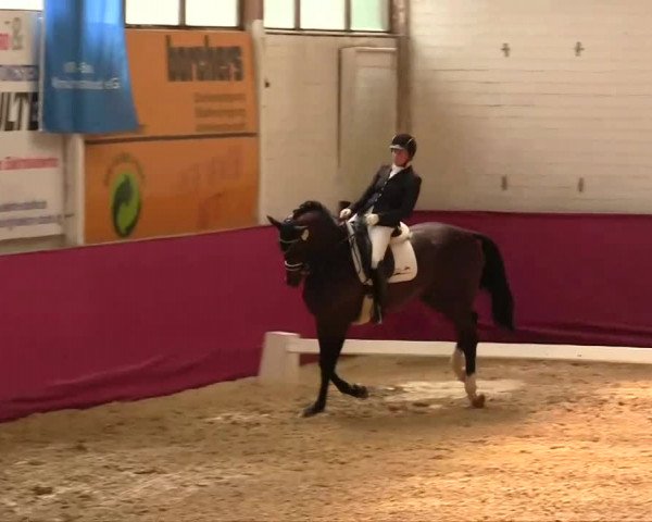 Pfingst - Dressur und Springturnier Borken 2014