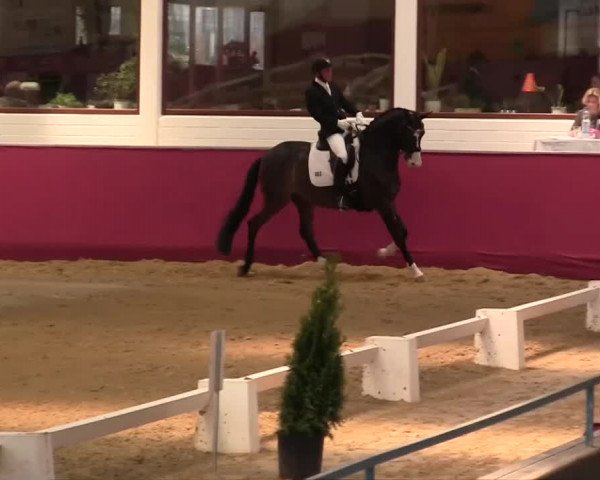 Pfingst - Dressur und Springturnier Borken 2014