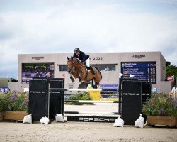 jumper Daydream (Hungarian Warmblood, 2016, from Phin Phin)