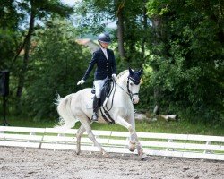 dressage horse No Mercy (German Riding Pony, 2013, from No Limit 30)