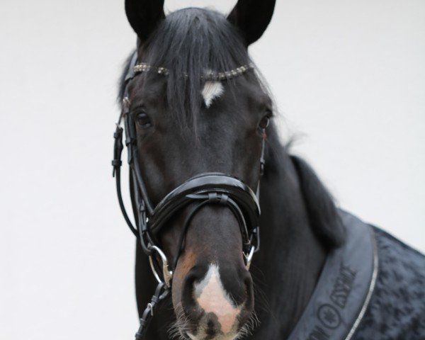 horse Take Down (Westphalian, 2021, from Taurus)