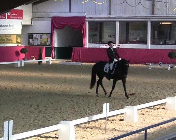 Pfingst - Dressur und Springturnier Borken 2014