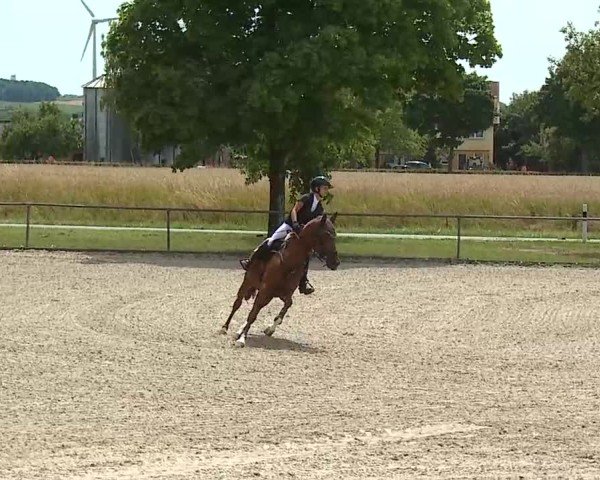 Reitturnier Rot am See- Musdorf 2025