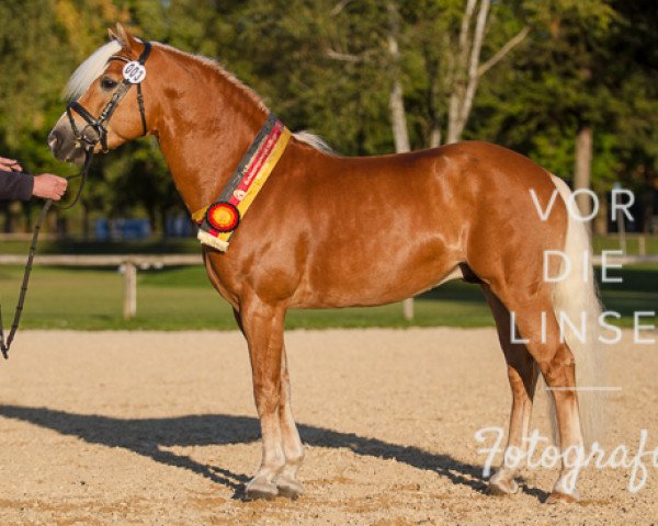 Deckhengst Stano (Haflinger, 2009, von liz. 350/T Stainz)