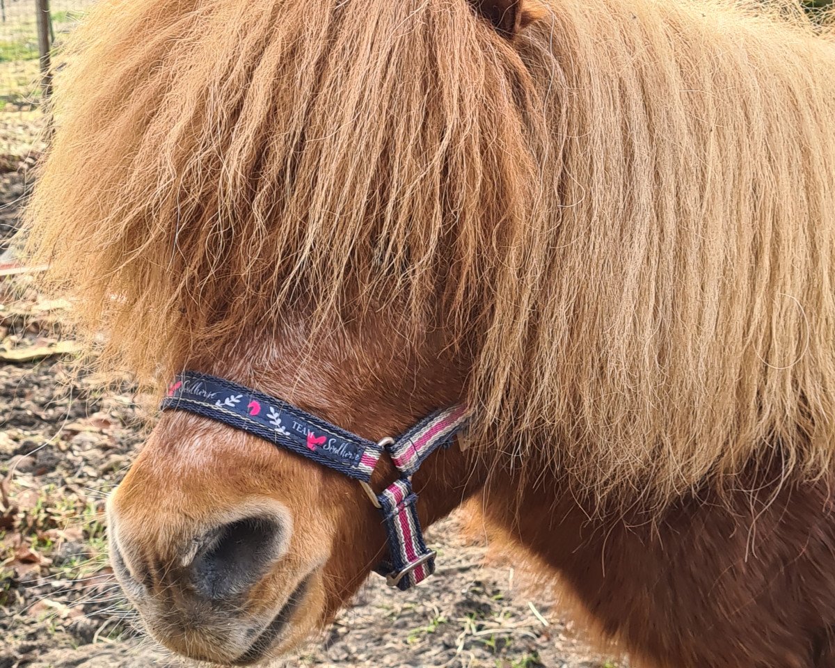 stallion Ricardo v. Noord Stee (Shetland pony (under 87 cm), 2001, from Jelger v. Dekema)