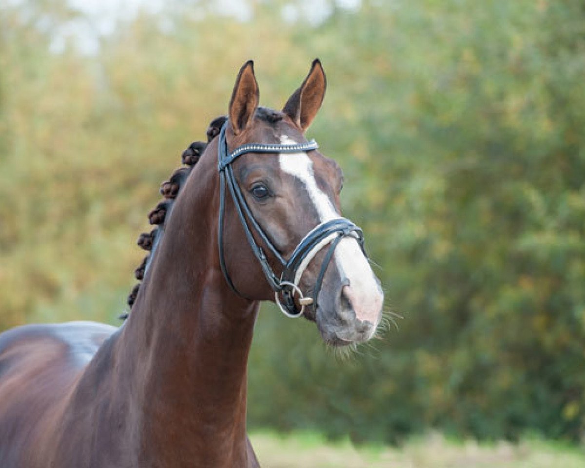 Deckhengst Gunner Ks (KWPN (Niederländisches Warmblut), 2011, von Belissimo NRW)