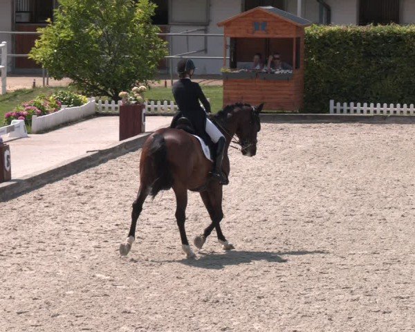 Reitturnier Gerasdorf 2025