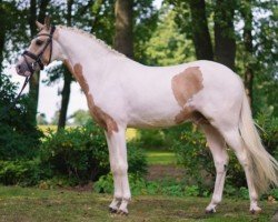 Horse Jack Magic MLP (German Riding Pony, 2019, from Jacky Boy)