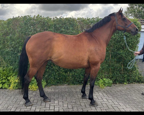 broodmare Dolly I (Holsteiner, 2011, from Casall Ask)
